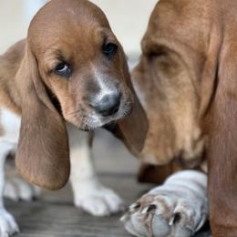 Basset Hound Puppies from Hill Top Basset Hounds & Great Pyrenees