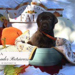 Orange girl - Chocolate female Labrador Retriever puppy in Cortez, Colorado from Aloha Lab Pups of SW Colorado