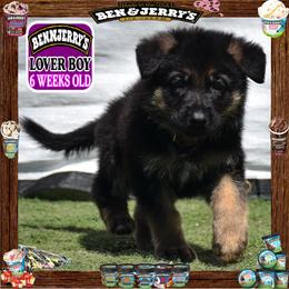 BEN N JERRY --- He is a sensational large boy - Black and red male German Shepherd puppy in Murrieta, California from Diamond Oaks German Shepherds