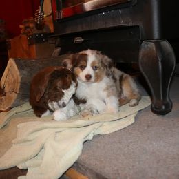 Miniature Australian Shepherd Puppies from Bock's Mini Aussies