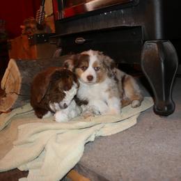 Miniature Australian Shepherd Puppies from Bock's Mini Aussies