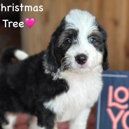 Christmas Tree - Black tri-color female Aussiedoodle puppy in Lancaster, Minnesota from Finney Ranch