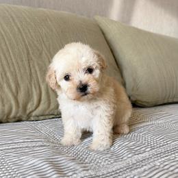 Sandy - Cream female Havapoo puppy in Norwood, Missouri from Neuroth Pup Co.