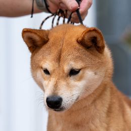 Bia - Shiba Inu