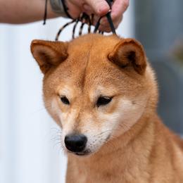 Bia - Shiba Inu