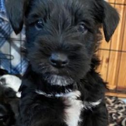 Miniature Schnauzer Puppies from Bar Diamond