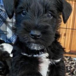 Miniature Schnauzer Puppies from Bar Diamond