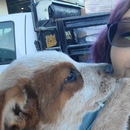 Girl 01 Lt pink - Australian Cattle Dog puppy from 6pk Cattledogs