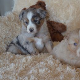 Australian Shepherd Puppies from Hammer Aussies