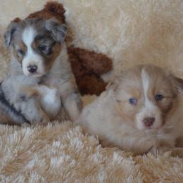 Australian Shepherd Puppies from Hammer Aussies