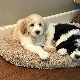 Assorted Doodle Crosses and Goldendoodle Puppies from Wake Forest Darling Doodles