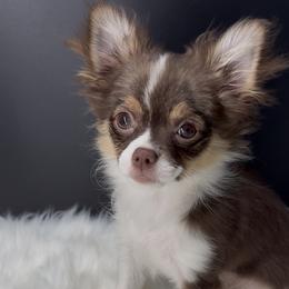 Mocha - Chocolate and tan female Chihuahua puppy in Simpsonville, South Carolina from N&T's Chihuahuas