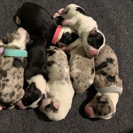 Companion Cross Puppies from Double G Corgis