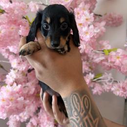 Dachshund Puppies from Pretty Dachshunds 661