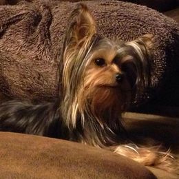 Yorkshire Terriers from Lisa LeDuc