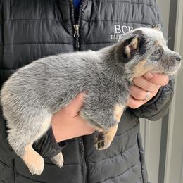 Australian Cattle Dog, Miniature Australian Shepherd, and Toy Australian Shepherd Puppies from Blue Creek Farms