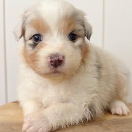 Isla - Blue merle female Australian Shepherd puppy in Kearney, Nebraska from Helix Aussies