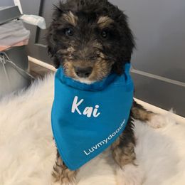 Bernedoodle and Sheepadoodle Puppies from Luv My Doodle