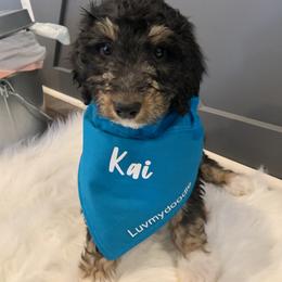 Bernedoodle and Sheepadoodle Puppies from Luv My Doodle