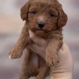 Toby (yellow collar ) - Red male Cavapoo puppy in Concord, California from Lipscomb Doodles