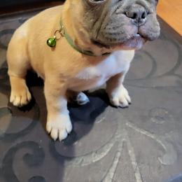 French Bulldogs from Wonder’s Frenchies