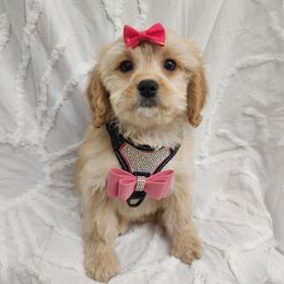 Cavapoo puppies from Daisy’s Cuddly Cavapoo