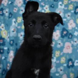 Black Girl - Black female German Shepherd puppy in Grants Pass, Oregon from Granville German Shepherds