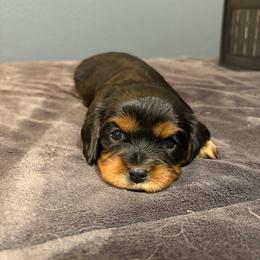Girl 4 - Ruby female Cavalier King Charles Spaniel puppy in Solon, Iowa from Hickory House Cavaliers