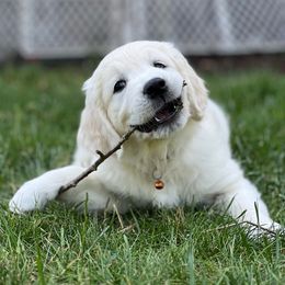 Golden Retriever Puppies from Freedom Retrievers