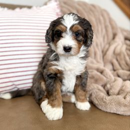 Ginger - Blue merle female Bernedoodle puppy in Idaho Falls, Idaho from Idahome Doodle