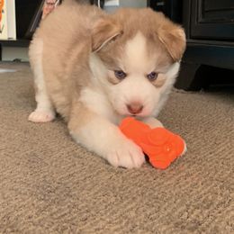 Siberian Husky Puppies from Myths and Legends Siberian Huskies