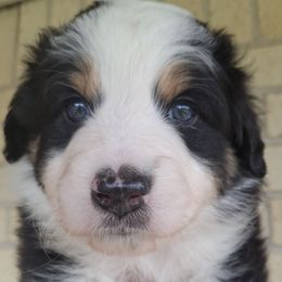 Aussiedoodle and Miniature Australian Shepherd Puppies from Aussies Acre