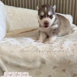 Kitana - Red and white female Siberian Husky puppy in Lodi, California from Wolves with Amor