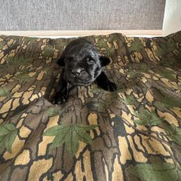 Nora - Black female Labrador Retriever puppy in Richfield, Utah from Stormy River Retrievers
