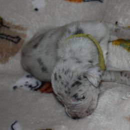 Green Collar Blue Merle Female - Great Dane puppy from Texas Blue Danes