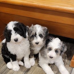 Australian Labradoodle, Bernedoodle, and Sheepadoodle Puppies from Lookingglass Doodles
