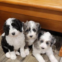 Australian Labradoodle, Bernedoodle, and Sheepadoodle Puppies from Lookingglass Doodles
