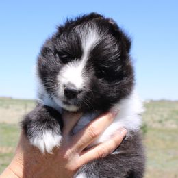 Grande - Black and white female Shetland Sheepdog puppy in Wiggins, Colorado from Enlia Shelties