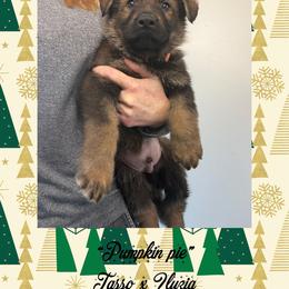 Pumpkin pie (Orange collar) - Sable male German Shepherd puppy in Canterbury, Connecticut from Nachtwaechter German Shepherds, LLC