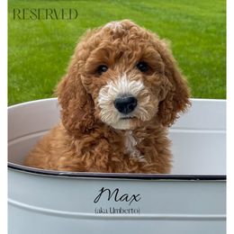 Umberto - Red  male Goldendoodle puppy in State Road, North Carolina from Must Love Doodles