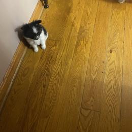 Freddie - White black and tan male Papillon puppy in Derry, New Hampshire from A Circle Of Love Papillons