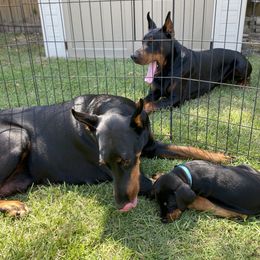 Doberman Pinscher Puppies from TeatreeDoberman