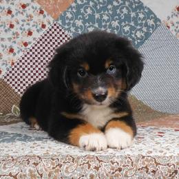 Acorn - Black tri female Toy Australian Shepherd puppy in Okeana, Ohio from Fetching Toy Aussies