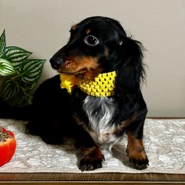 Rose - Blue and tan female Dachshund puppy in Omaha, Nebraska from Colorful Dachshunds