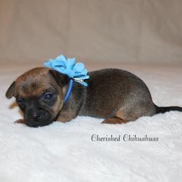Jewel - Black sabled fawn female Chihuahua puppy in Willamina, Oregon from Cherished Chihuahuas