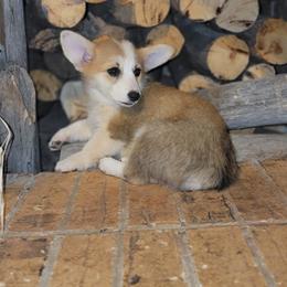 Girl 1 - Pembroke Welsh Corgi puppy in Anton, Texas from X Bar's Lil Legs of Texas