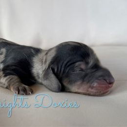 Marnie - Dapple female Dachshund puppy in New Braunfels, Texas from 2 Knights Doxies