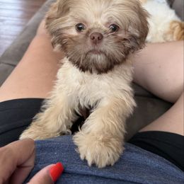 Mylo - Red male Shih Tzu puppy in Connersville, Indiana from Anna’s Shihtzus Darling Dobies and More