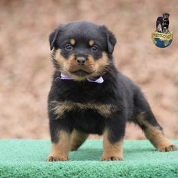 Ragnar - Black and mahogany male Rottweiler puppy in Uniontown, Alabama from CedarBluff Rottweilers
