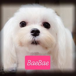 Bae Bae - Maltese